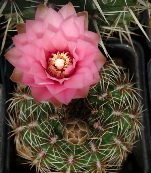 DSC05064Gymnocalycium lepidum