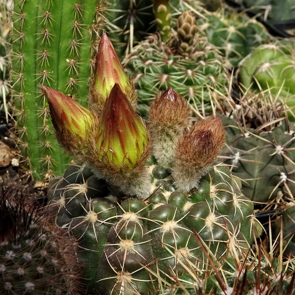 DSC05065Notocactus crassigibus