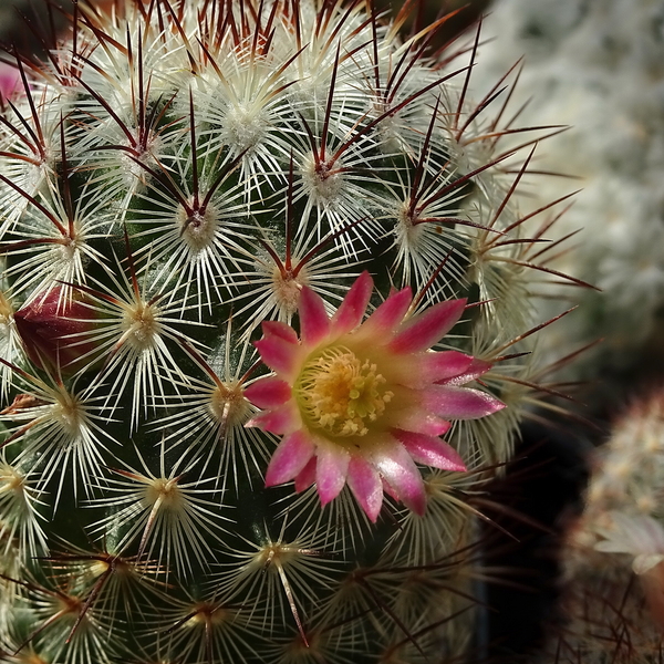 DSC05066Mammillaria microhelia