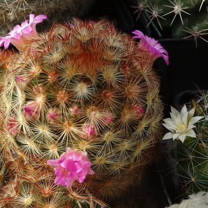 DSC05069Mammillaria carmenae i zeilmanniana