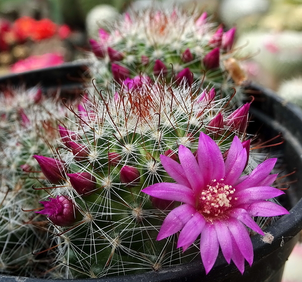 DSC05070Mammillaria glochidiata