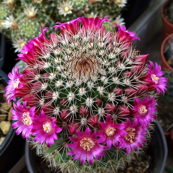 DSC05071Mammillaria ernestii