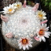 DSC05075Mammillaria candida