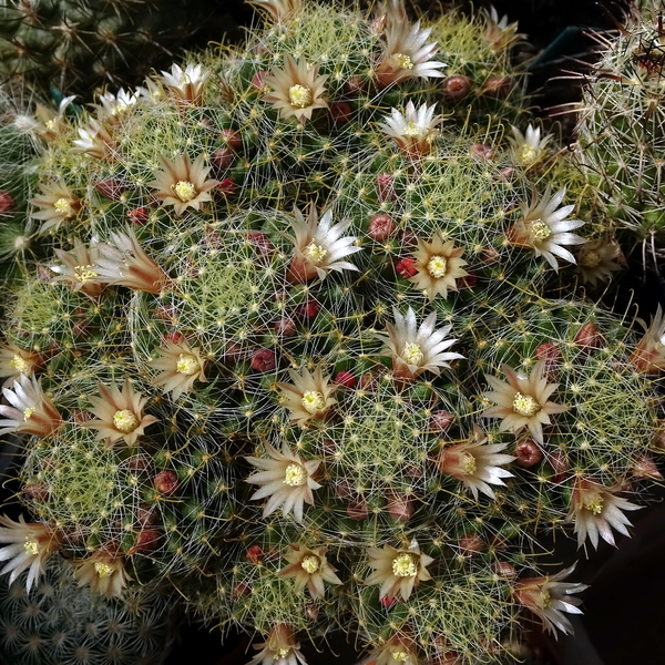 DSC05076Mammillaria wildii