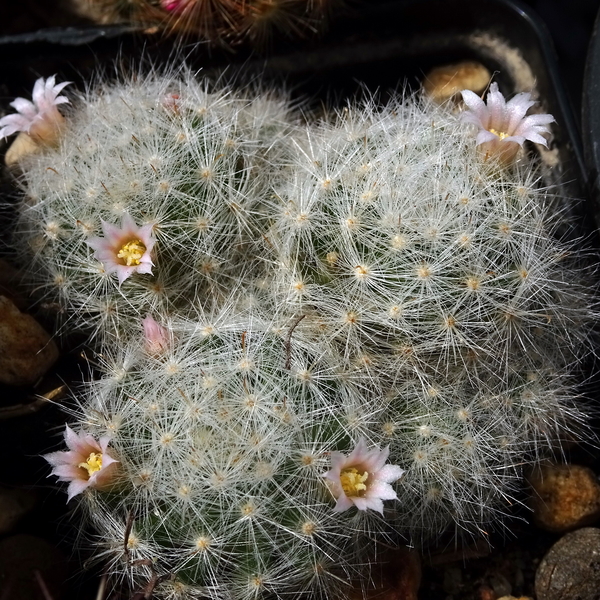 DSC05077Mammillaria glassii