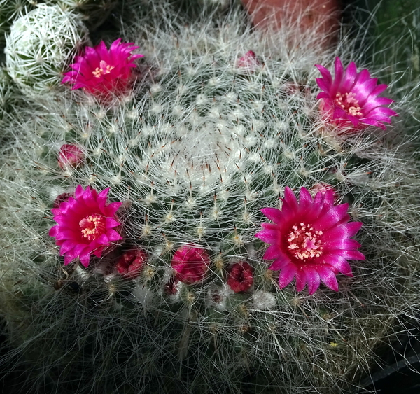 DSC05079Mammillaria hahniana