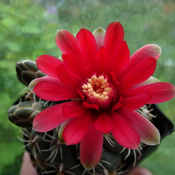 DSC05088Gymnocalycium baldianum JO 295