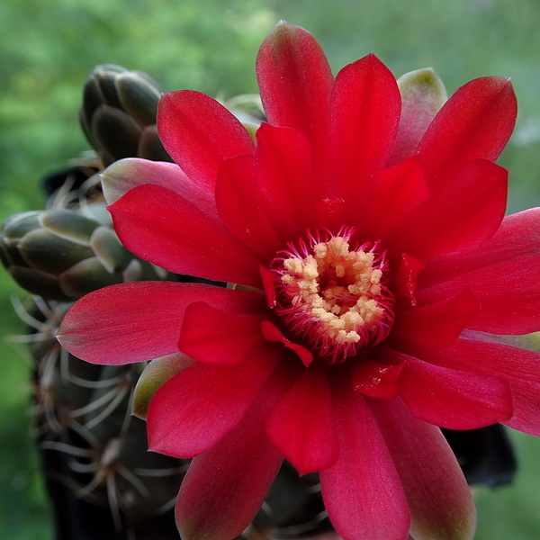 DSC05089Gymnocalycium baldianum JO 295