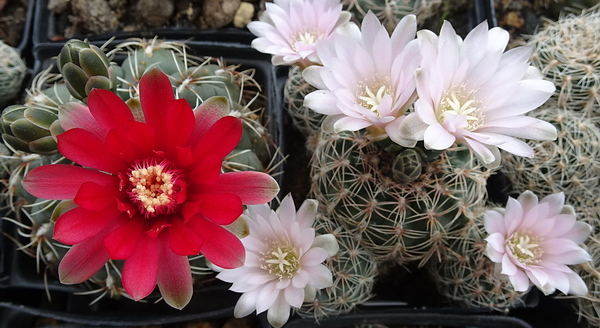 DSC05091Gymnocalycium baldianum i bruchii ssp. niveum LF90