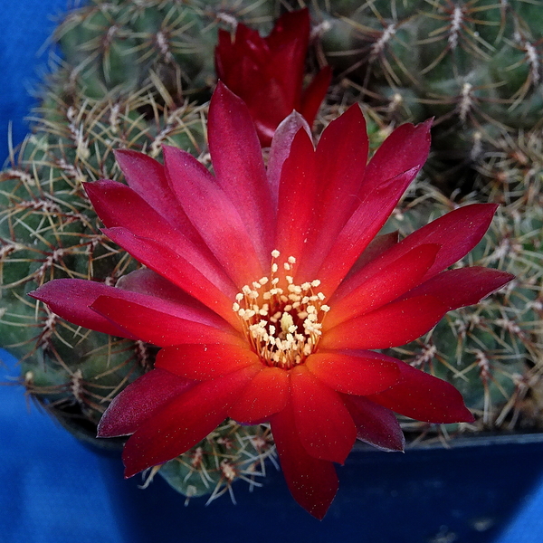 DSC05117Sulcorebutia canigueralii var. applanata PK 27