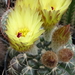 DSC05133Notocactus crassigibus