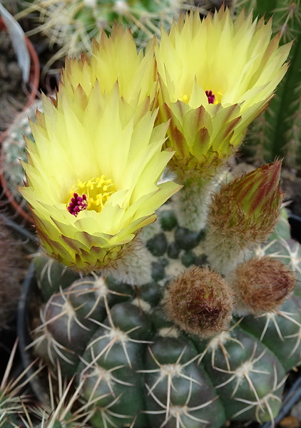 DSC05133Notocactus crassigibus