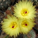 DSC05157Notocactus crassigibus