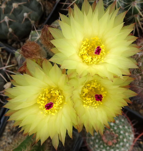 DSC05157Notocactus crassigibus