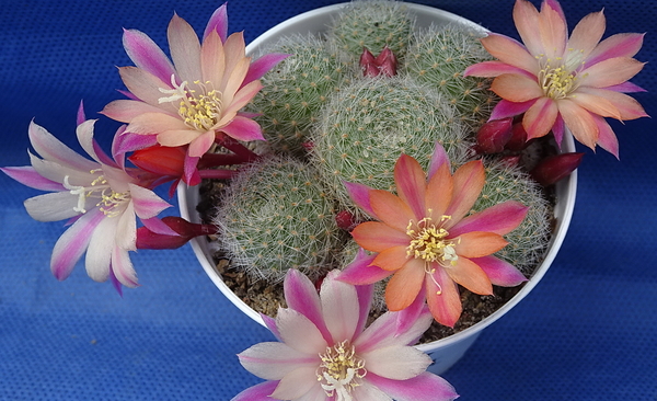 DSC05202Rebutia heliosa x albiflora