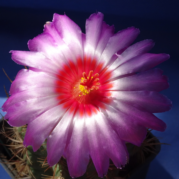 DSC05219Thelocactus bicolor