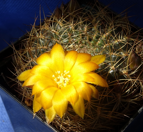 DSC05230Sulcorebutia candiae VS 628