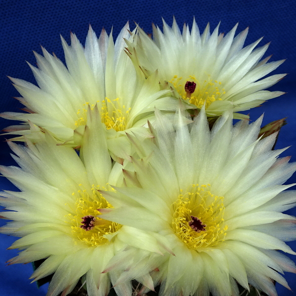 DSC05250Notocactus crassigibus