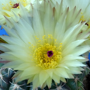 DSC05252Notocactus crassigibus