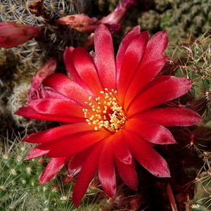 DSC05257Sulcorebutia canigueralii var. applanata PK 27