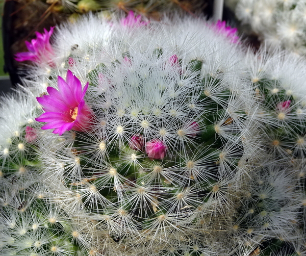 DSC05259Mammillaria laui v. laui Lau  1171