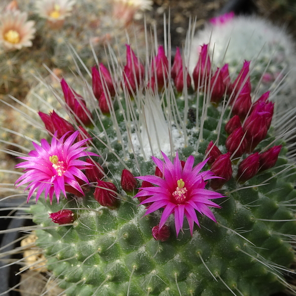 DSC05263Mammillaria spinosissima 'Un pico'