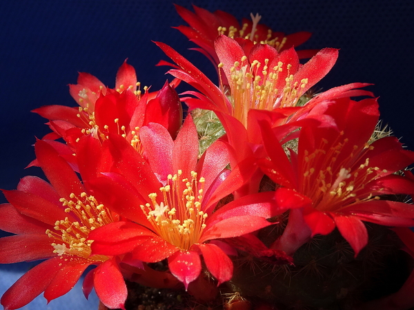 DSC05269Rebutia albiareolata