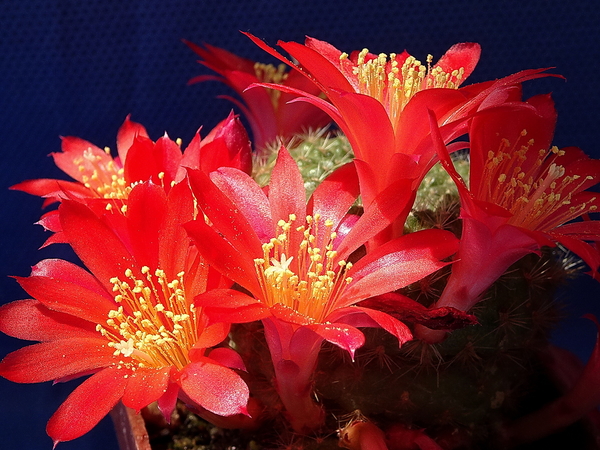 DSC05270Rebutia albiareolata