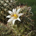 DSC05272Mammillaria hutchisoniana ssp. louisae