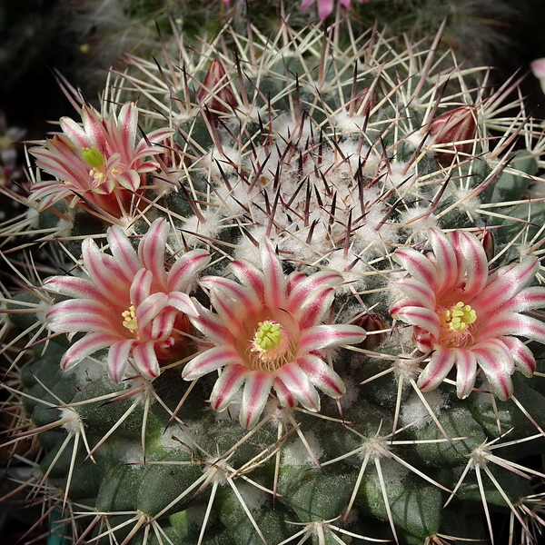 DSC05274Mammillaria tayloriorum