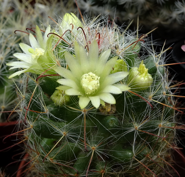 DSC05275Mammillaria bocasana ssp. kunzeana