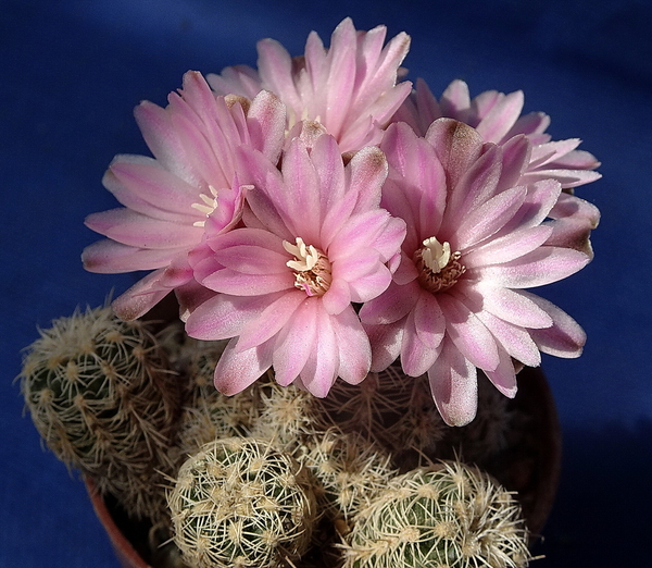 DSC05307Gymnocalycium bruchii ssp. spinosissimum