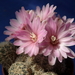 DSC05308Gymnocalycium bruchii ssp. spinosissimum