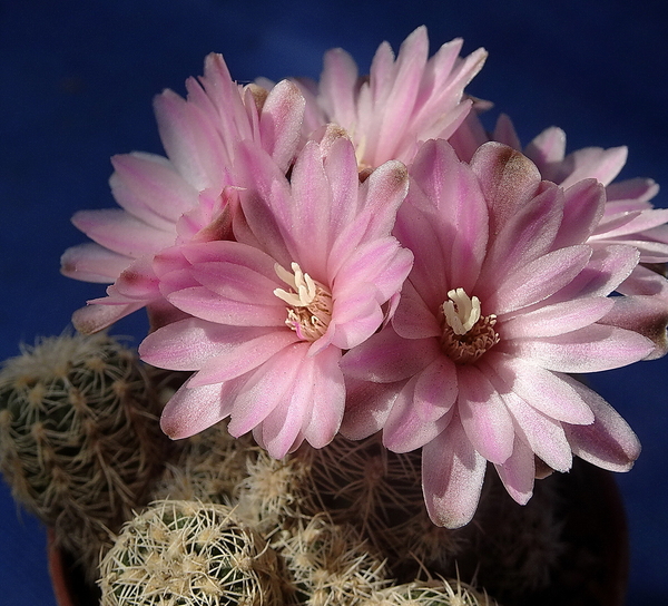 DSC05308Gymnocalycium bruchii ssp. spinosissimum