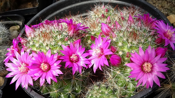 DSC05313Mammillaria glochidiata