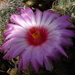 DSC05316Thelocactus bicolor