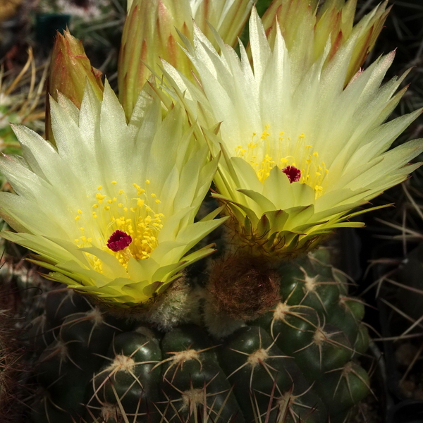 DSC05329Notocactus crassigibus