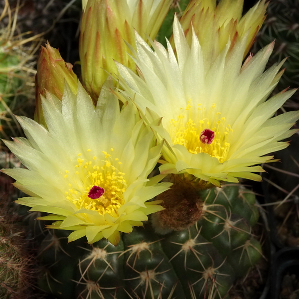 DSC05330Notocactus crassigibus