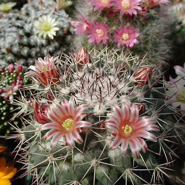 DSC05331Mammillaria tayloriorum