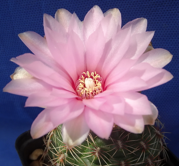 DSC05347Gymnocalycium lepidum