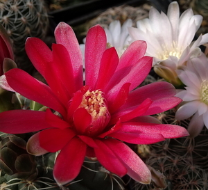 DSC05348Gymnocalycium baldianum JO 295