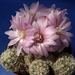 DSC05349Gymnocalycium bruchii ssp. spinosissimum