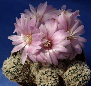 DSC05349Gymnocalycium bruchii ssp. spinosissimum