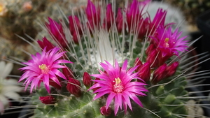 DSC05352Mammillaria spinosissima 'Un pico'