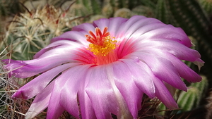 DSC05350Thelocactus bicolor