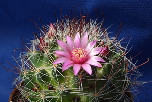 DSC05353Mammillaria fittkaui