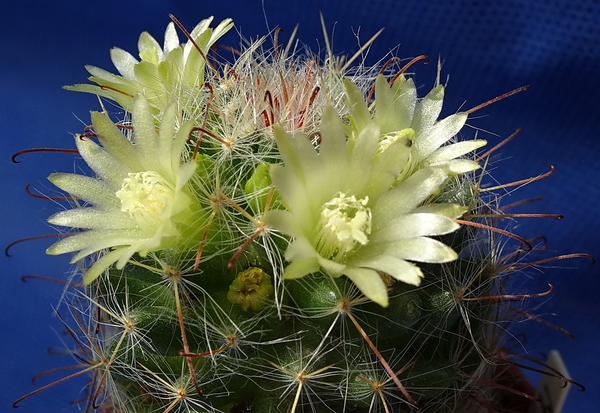 DSC05354Mammillaria bocasana ssp. kunzeana