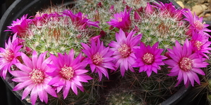 DSC05355Mammillaria glochidiata