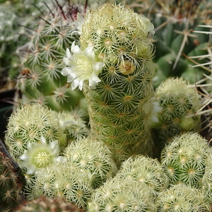 DSC05359Mammillaria elongata