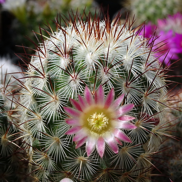 DSC05360Mammillaria microhelia